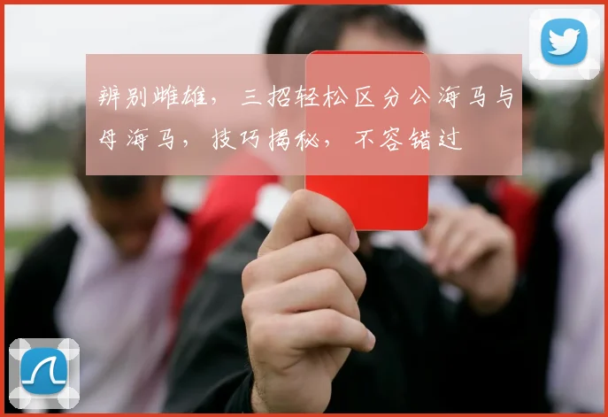 辨别雌雄，三招轻松区分公海马与母海马，技巧揭秘，不容错过